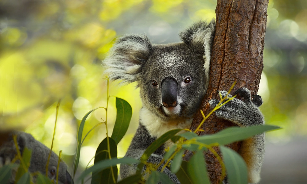 Koala on a tree