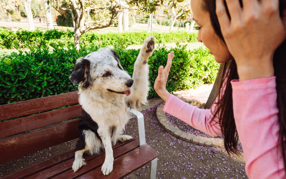 Pet dog playing with its owner